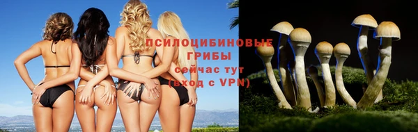 PSILOCYBIN Аркадак